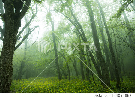 Forest in the fog Forest in the fog 124051862