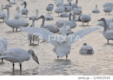 水面に浮かぶ白鳥の群れ(松江市) 水面に浮かぶ白鳥の群れ(松江市) 124052010