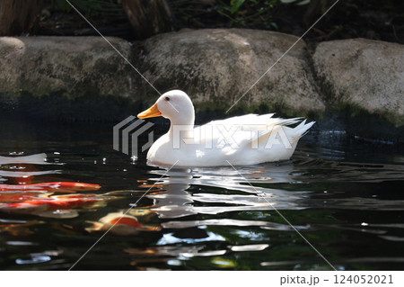 The white Duck is stay in nature garden 124052021