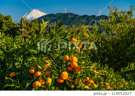 【静岡県】ミカン畑越しに富士山 124052027
