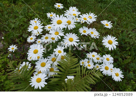A group of white daisies with yellow centers on a background of green grass. Natural Beauty of Outdoor Daisies 124052089