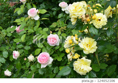 A lush garden scene featuring blooming roses. Contrasting Colors of Blooming Roses A lush garden scene featuring blooming roses. Contrasting Colors of Blooming Roses 124052106