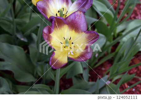 Purple-Edged Tulip Close-Up Purple-Edged Tulip Close-Up 124052111