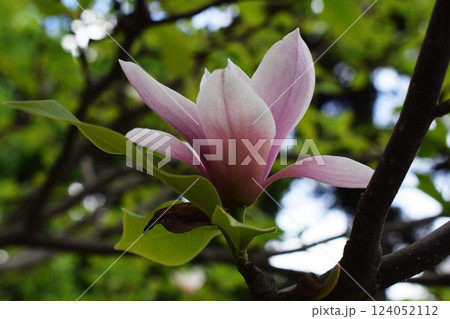 A magnolia flower in bloom. Light Pink Petals Among Greenery 124052112
