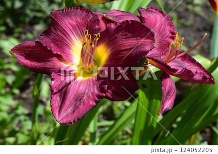 Close-Up of Blooming Pink Lilies 124052205