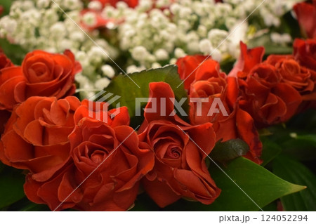 scarlet roses in a bouquet, accompanied by white gypsophila and butterflies, embodies romance, beauty, and delicacy. 124052294