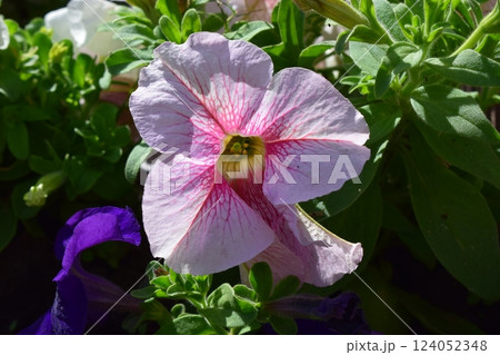 Vibrant Petunia Flower Bed in Full Bloom Vibrant Petunia Flower Bed in Full Bloom 124052348