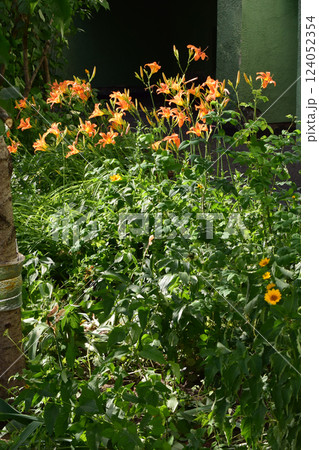 Bright Orange Lilies Against Dark Green Wall 124052354