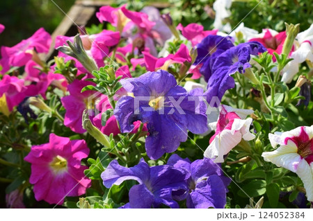 Bright and Beautiful Petunias in Landscaped Area Bright and Beautiful Petunias in Landscaped Area 124052384