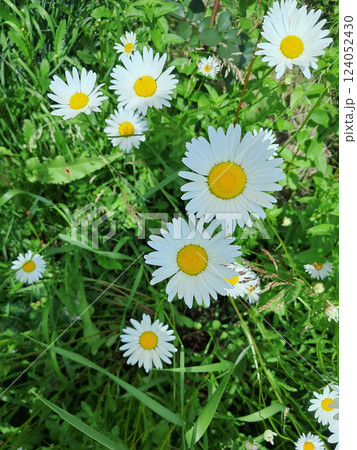 A cluster of white daisies with yellow centers growing among green foliage. A cluster of white daisies with yellow centers growing among green foliage. 124052430
