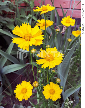 Vibrant Yellow Coreopsis Flowers Amidst Greenery Vibrant Yellow Coreopsis Flowers Amidst Greenery 124052431