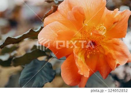 Single fresh orange rose on a stem with thorns on green background. Blooming fragrant flower in the rose garden, garden in spring, summer. Floral gift 124052852