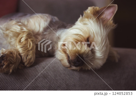 A small cute pretty purebred Yorkshire Terrier dog sleeping peacefully on a grey couch, in bed. Brown golden puppy, doggy, lapdog in a cozy home. Canine breed. Domestic animal resting napping indoors. 124052853