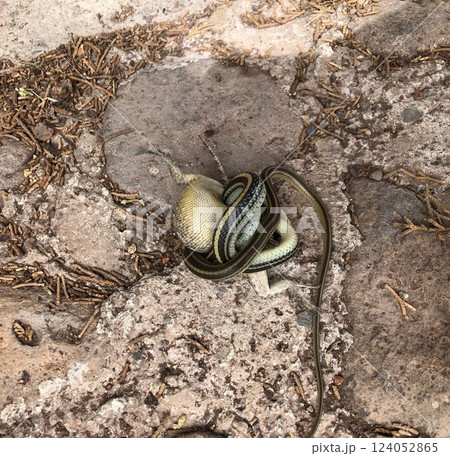 A Western Garter Snake, Thamnophis proximus, strangles a lizard A Western Garter Snake, Thamnophis proximus, strangles a lizard 124052865