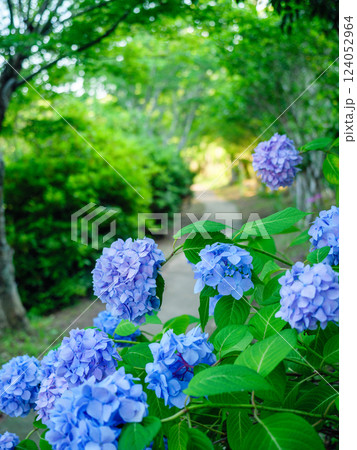 小径に咲く紫陽花 小径に咲く紫陽花 124052964