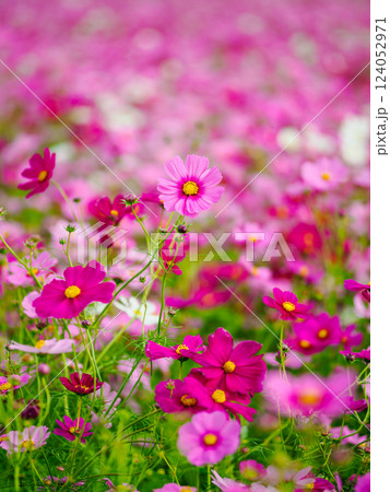 コスモス畑 124052971