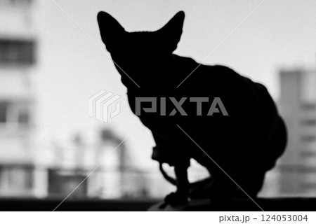 A hairless Sphynx cat silhouette against window. Black and white pet photo. Portrait of a cat in a home interior. Sphinx kitty Domestic animal indoors 124053004