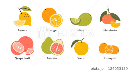 Set of colorful citrus fruits, including lemon, orange, lime, mandarin, grapefruit, pomelo, yuzu, and kumquat. Modern vector illustration isolated on white background, hand drawn, flat design 124053129