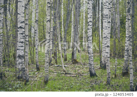 Spring birch forest, tree trunks with flowering leaves, close-up Spring birch forest, tree trunks with flowering leaves, close-up 124053405