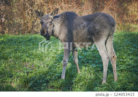 Elk walks through the forest in spring, close-up. Wild animals in nature 124053415