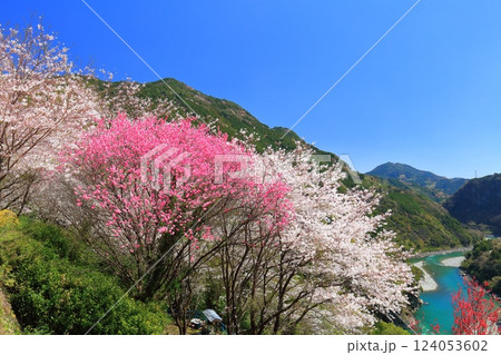【高知県】快晴の花の里公園の満開の桜と花桃と仁淀川 124053602