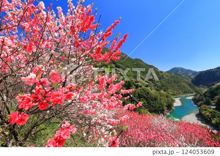 【高知県】快晴の花の里公園の満開の桜と花桃と仁淀川 【高知県】快晴の花の里公園の満開の桜と花桃と仁淀川 124053609