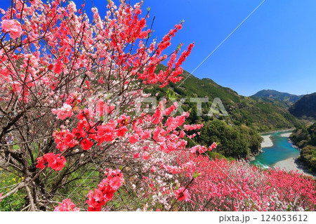 【高知県】快晴の花の里公園の満開の桜と花桃と仁淀川 【高知県】快晴の花の里公園の満開の桜と花桃と仁淀川 124053612