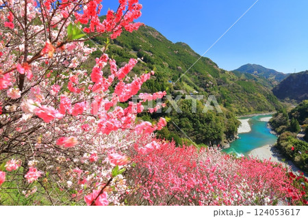 【高知県】快晴の花の里公園の満開の桜と花桃と仁淀川 【高知県】快晴の花の里公園の満開の桜と花桃と仁淀川 124053617