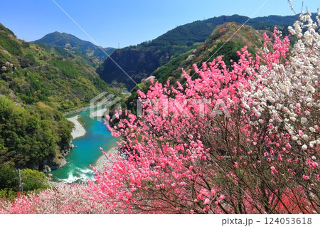 【高知県】快晴の花の里公園の満開の桜と花桃と仁淀川 【高知県】快晴の花の里公園の満開の桜と花桃と仁淀川 124053618