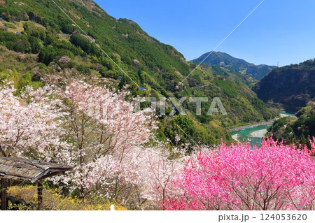 【高知県】快晴の花の里公園の満開の桜と花桃と仁淀川 【高知県】快晴の花の里公園の満開の桜と花桃と仁淀川 124053620