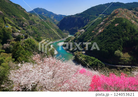 【高知県】快晴の花の里公園の満開の桜と花桃と仁淀川 124053621
