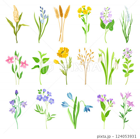 Wildflower and Meadow Flora with Stem Vector Set 124053931
