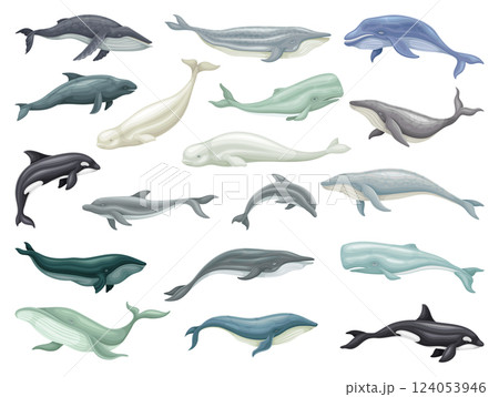 Huge Whale Marine Animal with Tail and Fin Vector Set 124053946