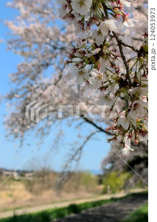 桜のある風景 桜のある風景 124053973