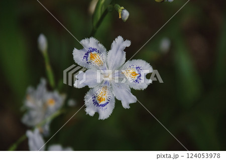野山の花 124053978