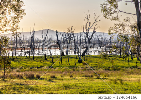 Sunset at Winton Wetlands, a wetland with stump woods that is home to variety of native flora and fauna in Victoria, Australia. 124054166