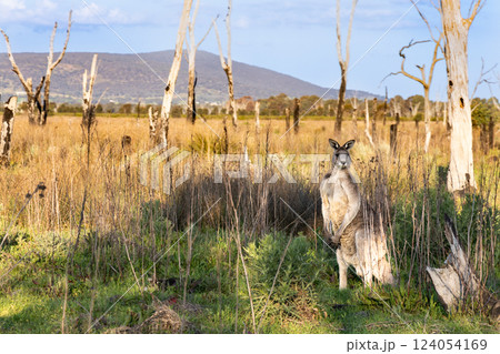 The Winton Wetlands in Victoria Australia is a wetland with stump woods and is home to native flora and fauna including kangaroos 124054169