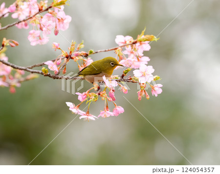 河津桜にメジロ 124054357