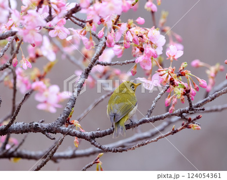 河津桜にメジロ 河津桜にメジロ 124054361
