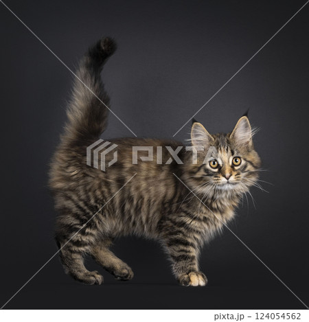 Maine Coon cat kitten on black background Maine Coon cat kitten on black background 124054562