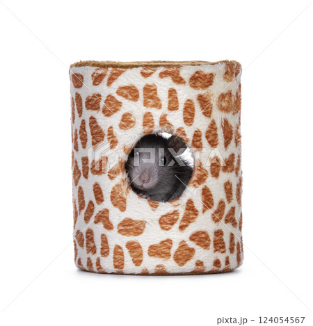 Rat in toy on white background Rat in toy on white background 124054567