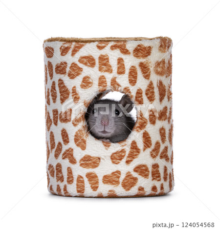 Rat in toy on white background 124054568