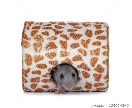 Rat in toy on white background 124054569