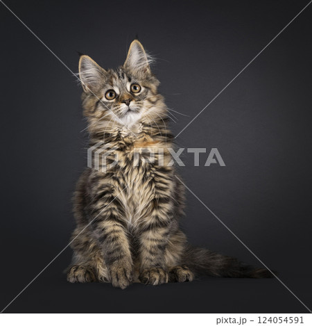 Maine Coon cat kitten on black background 124054591