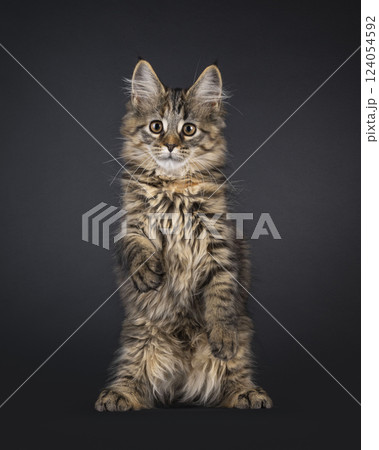 Maine Coon cat kitten on black background 124054592