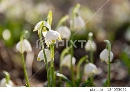 Leucojum vernum - early spring snowflake flowers in the forest. Blurred background, spring is coming 124055031