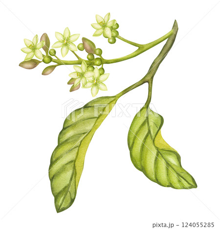 Watercolor avocado sprig with green flower buds, leaves. Botanical blooming clipart. Nature tropical vegetable fruit print painting. Hand drawn illustration isolated on white background. For design Watercolor avocado sprig with green flower buds, leaves. Botanical blooming clipart. Nature tropical vegetable fruit print painting. Hand drawn illustration isolated on white background. For design 124055285