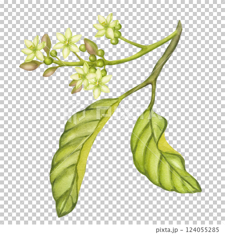 Watercolor avocado sprig with green flower buds, leaves. Botanical blooming clipart. Nature tropical vegetable fruit print painting. Hand drawn illustration isolated on white background. For design Watercolor avocado sprig with green flower buds, leaves. Botanical blooming clipart. Nature tropical vegetable fruit print painting. Hand drawn illustration isolated on white background. For design 124055285