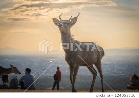 【秋】奈良公園 若草山の鹿 【秋】奈良公園 若草山の鹿 124055516