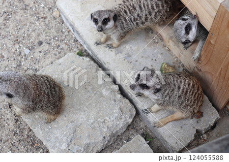 Four meerkats in the city zoo. Four meerkats in the city zoo. 124055588